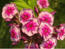 ����� -195�.jpg