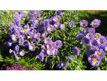 �������� �������