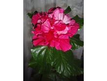 �������� Pin� Boguet