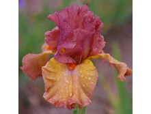 Safari Sunset-11,83.jpg