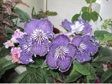 ��� ������� Pop Art