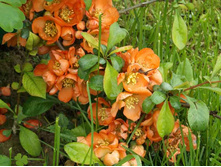 ���� ��������