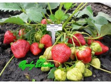 ��������� �������� ���������2, 60���..jpg