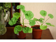 ���������� ripple strawberry