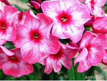 ����� ������ ��� 84�