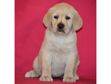 �������� �� ����������� ������ 45 ���� - ��������