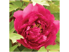 4606500088423 ������ ������� 2-3 ������ 399,41 �..png