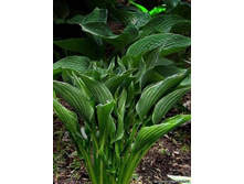 ������ �����+