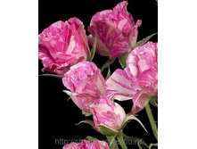 ���� ���� (Pink Flash) - �����, 100���..jpg