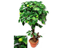 �� 100/44 - 2420