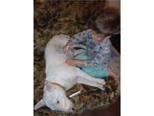 ������ ����)