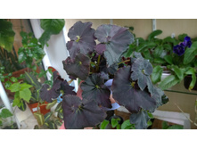 ������� Dark Mambo