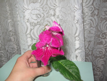 IMG_4421.JPG