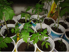 ������ �������