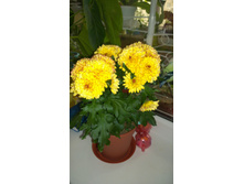 ����������.