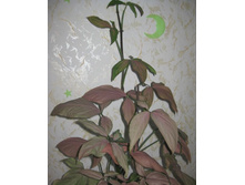 ��������� Regina Red