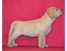 ������ �� ����������� ������ 45 ���� - ��������