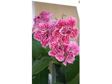 DS-��������� ���������