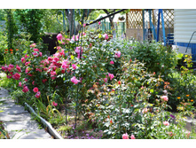 ������� ����.JPG