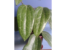 ���-445 H. clandestina