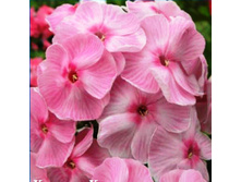 �������� ������ -170�.jpg