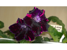 DS-������ ����