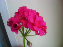 Pac Nealit2. ������ ��������.