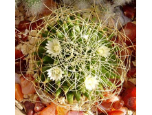 ���������� Camptoricha