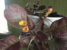 �������  Strawberry Mist