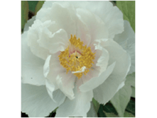 4606500499571 ����� ������   1-2 ������ 239,27 �. .png