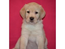 ��������� �� ����������� ������ 45 ���� - ��������