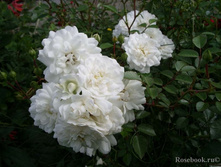 ���� �������������� ��� ���.jpg