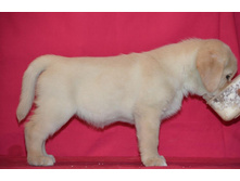 ������� �� ����������� ������ 45 ���� - ��������