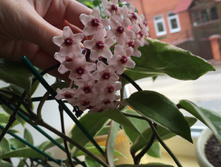 ���� carnosa Krimson Queen(�������������)