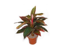 �50/35 - 1215 - ������ 25%