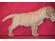 ������ �� ����������� ������ 45 ���� - ��������