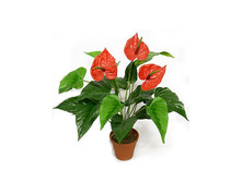�� 50*3/44 - 522 - ������ 25%