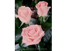 ���� ������� (Pink Noblesse), ������, �������� 100���..jpg