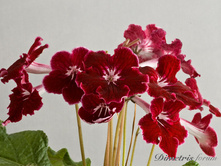 ��-������ ���� ������.jpg