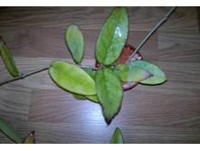 ���� ��������+