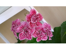 DS-��������� ���������