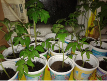 ������ �������