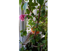 20150408_162332.jpg