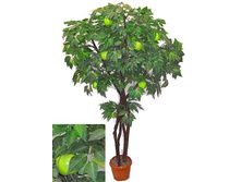 180/���/35 - 6200