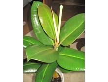 ����� ��������