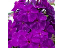 ������� 170�.jpg