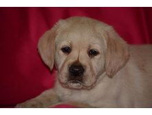 �������� �� ����������� ������ 45 ���� - ��������