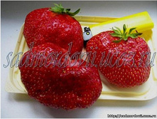 ��������� ������, 50���..jpg