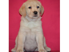 ��������� �� ����������� ������ 45 ���� - ��������