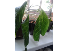 2015-04-09 13.46.33.jpg